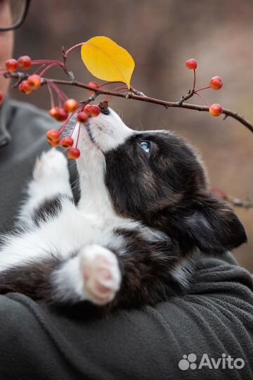 Вельш корги кардиган