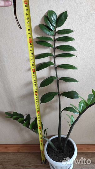 Замиокулькас