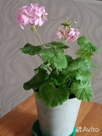Герань розовая