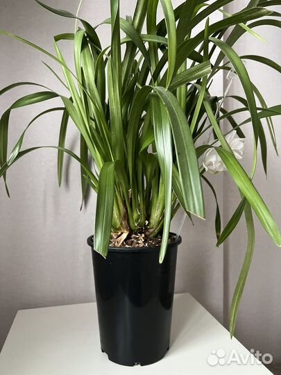 Орхидея цимбидиум в горшке