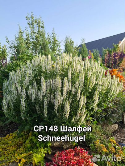 Многолетние цветы