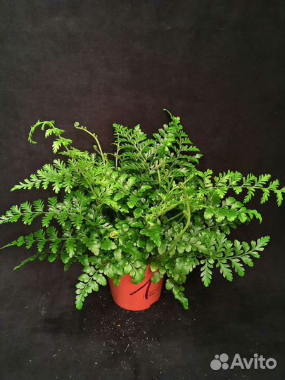 Папоротник асплениум парвати 12/30