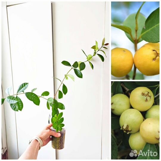 Редкая тропическая экзотика