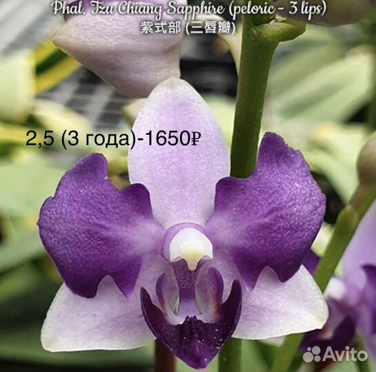 Орхидеи на подарок