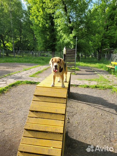 Мальчик Бигль ищет невесту на вязку