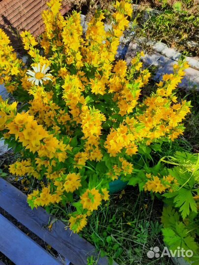 Облепиха,арония,вишня,цветы (бадан,хоста и другие)