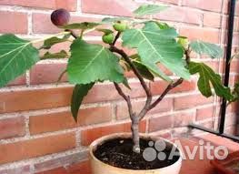 Инжир домашний