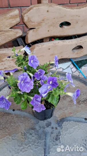 Петунья сортовая махровая рассада