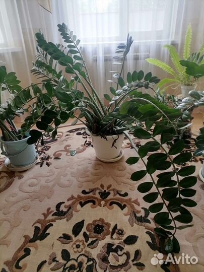 Замиокулькас