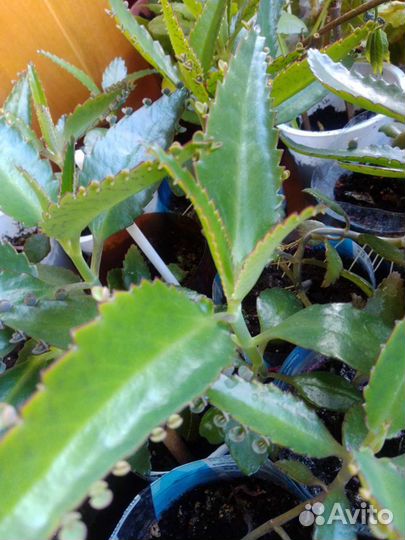 Каланхоэ лечебный, толстянка