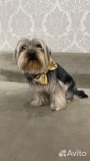 Йоркширский терьер вязка мальчик