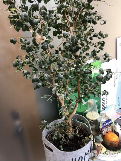 Фикус кудрявый с отводком