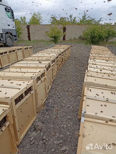 Пчелопакеты (3+1)