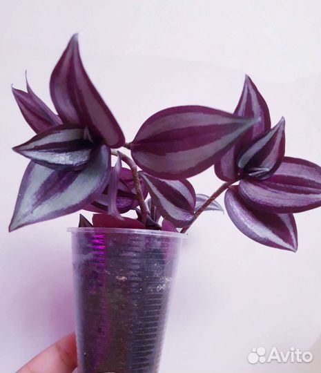 Традесканция зебрина