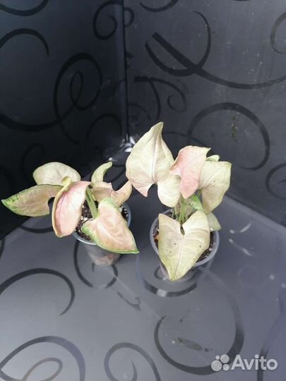 Сингониум RED heart