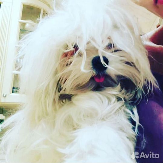 Стрижка грумер собак и кошек, УЗ чистка зубов