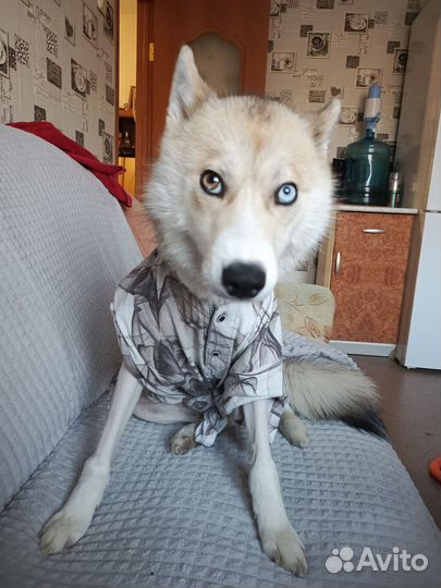 Вязка лайка