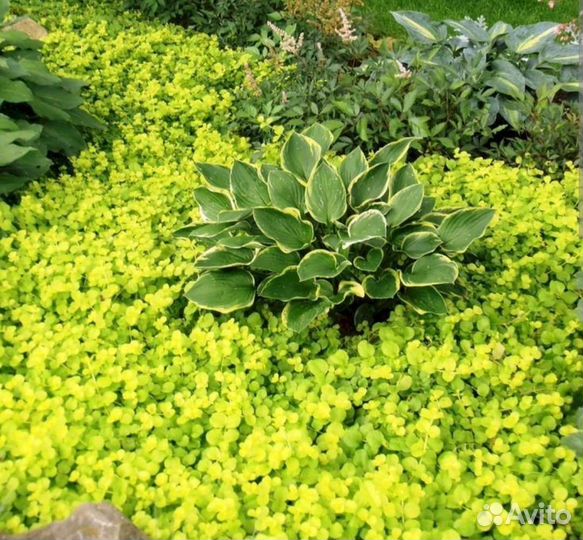 Вербейник монетчатый