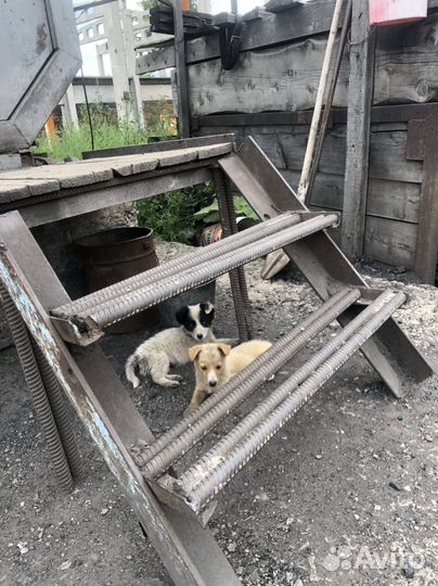Щенки в добрые руки даром