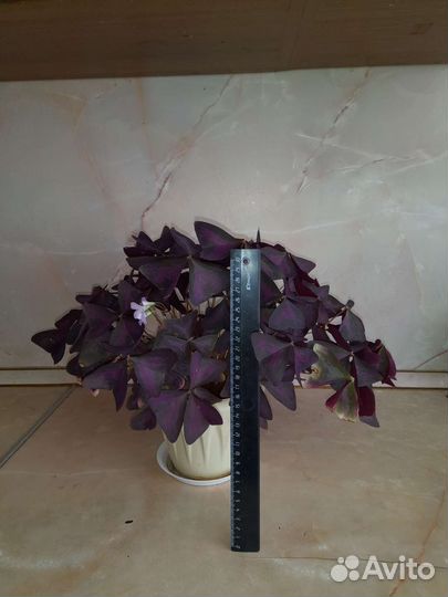 Оксалис (кислица) фиолетовая