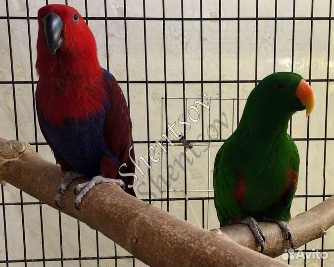 Пара взрослых эклектусов (благородных попугаев)