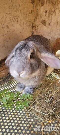 Крольчата
