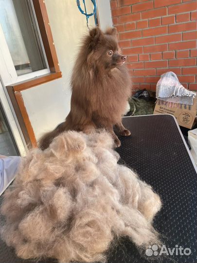 Грумер для ваших хвостиков в Оби