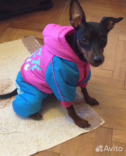 Комбинезон для собаки
