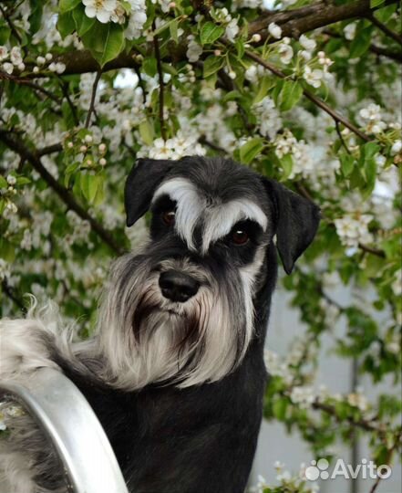 Цвергшнауцер для вязки