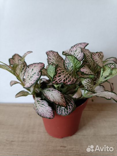 Фиттония в ассортименте