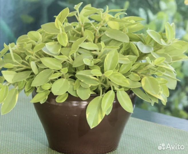 Домашние растения