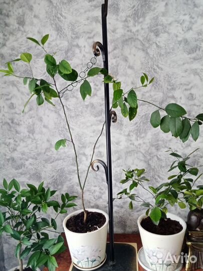 Лимон сортовой новогрузинский