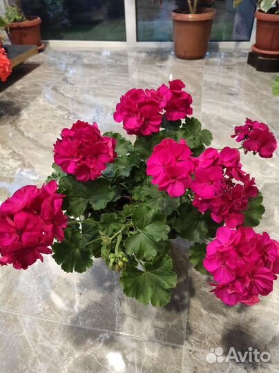 Герань пеларгония