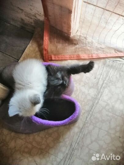 Котята в добрые руки бесплатно