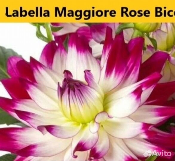 Георгины вегетативные