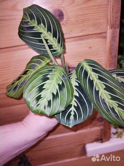 Калатеи, маранты