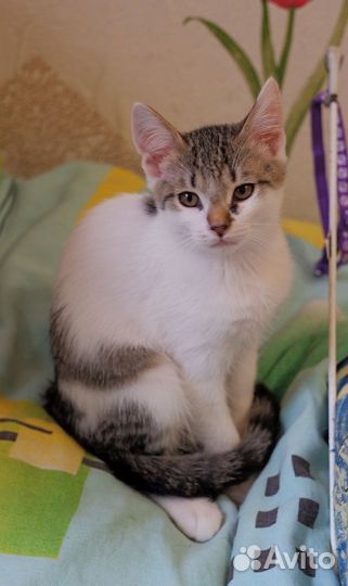 Котенок Веня в добрые руки