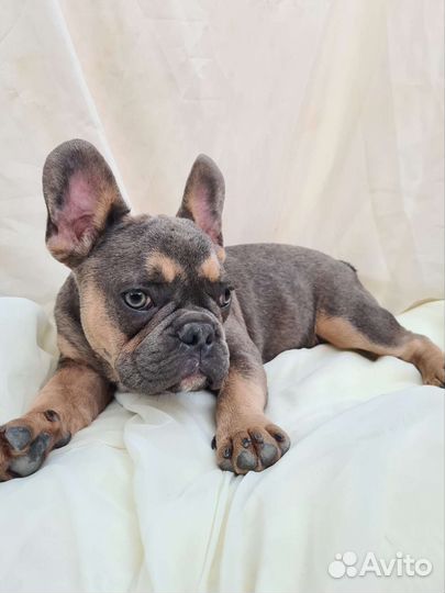 Blue and TAN Frenchie Французский бульдог Mini