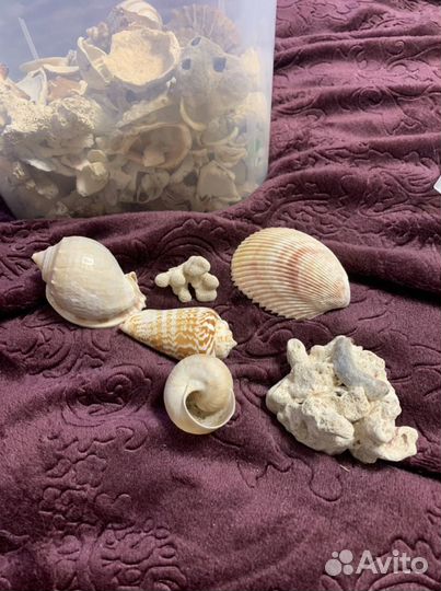 Ракушки для аквариума 2,5 кг