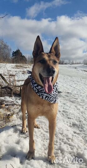 Собака в добрые руки