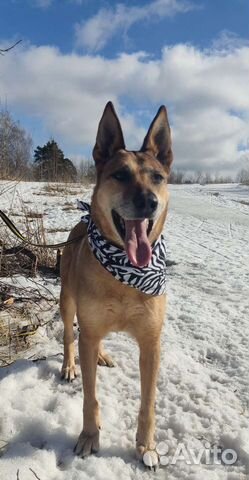 Собака в добрые руки