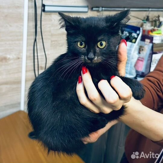 Черный котёнок в добрые руки