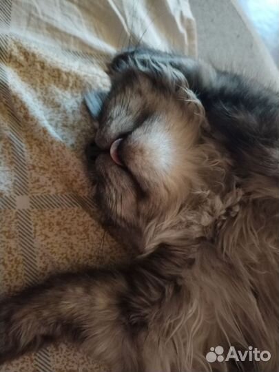 Кошка на вязку