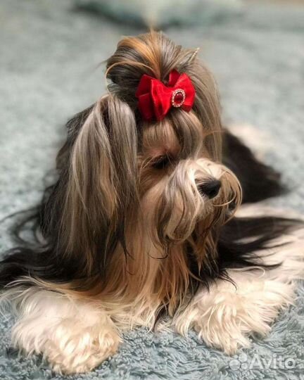 Бантики для собак