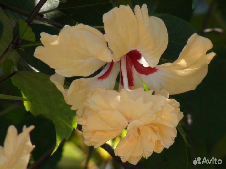 Комнатные гибискусы. 8 сортов