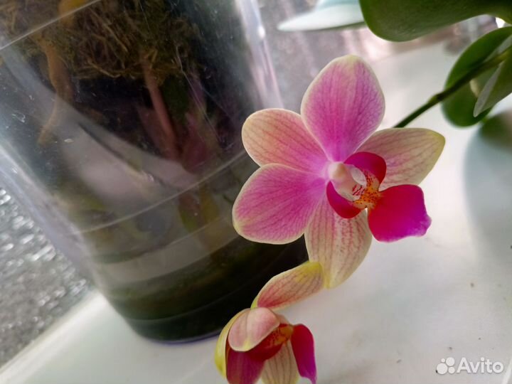 Орхидея фаленопсис Summer Song
