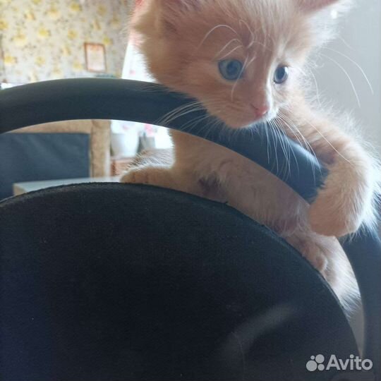 Домик для кошки бесплатно