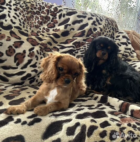 Мальчик ккчс