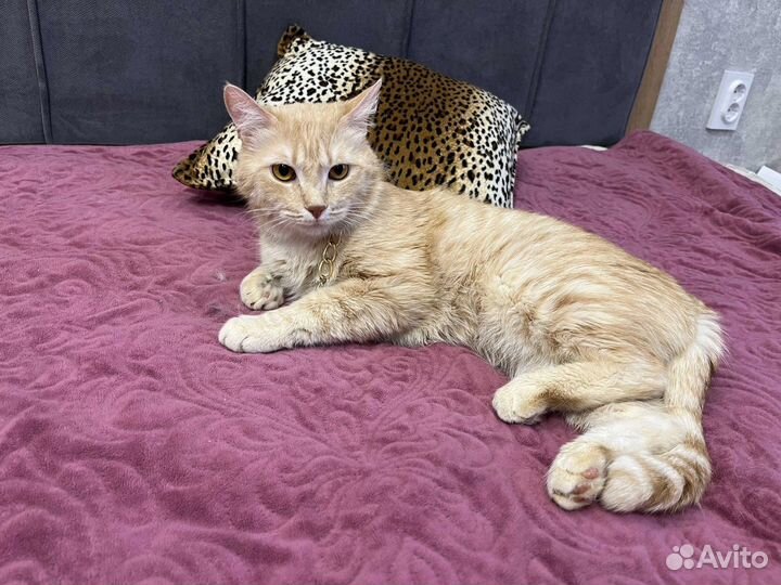 Кошки в добрые руки