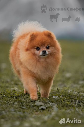 Кобель для вязки- Померанский шпиц